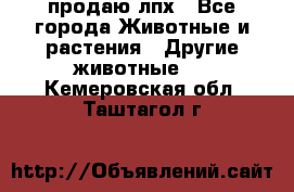 продаю лпх - Все города Животные и растения » Другие животные   . Кемеровская обл.,Таштагол г.